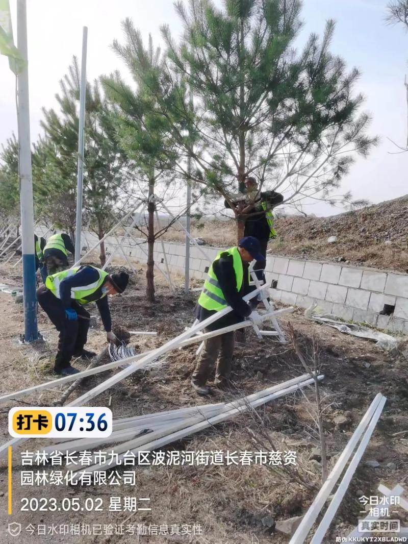 工程人一直在路上 用汗水浇灌城市绿意